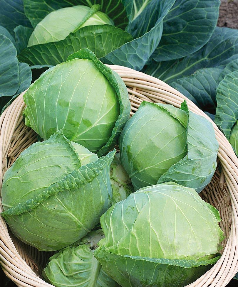 Cabbage and its useful properties!